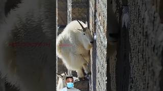 Why Are Goats Climbing Mountains?