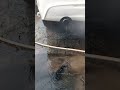 Gaddi da silencer wash#Short