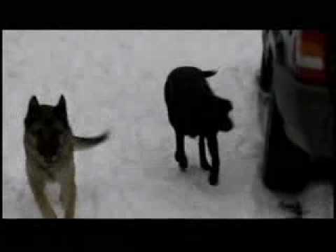 Natural Dog Training Quantum Canine No Such Thing as Dominance Part 2