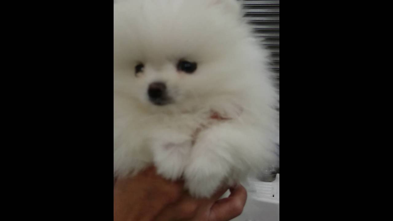 ヨロピクピク Youtube