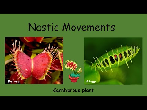 Videó: A nyktinatikus növények típusai: Ismerje meg az önállóan mozgó növényeket