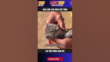 Giải cứu chú mèo bất tỉnh cơ thể cứng như đá #net88media
