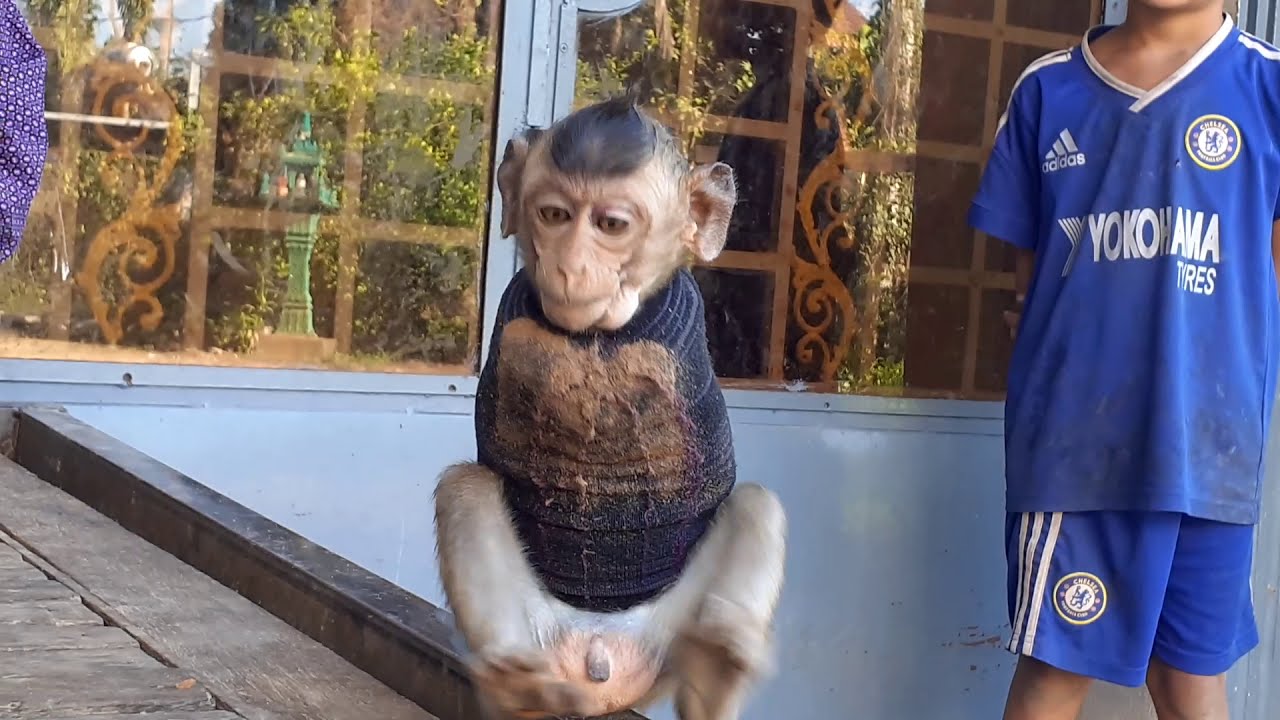 Hello Cute Baby Monkey APOLLO & DREW So Smart Baby Monkey! - YouTube