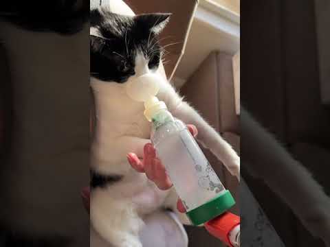 Video: Mačke s astmom: AeroKat Feline Aerosol komora