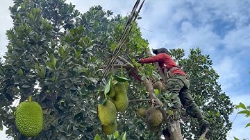 Cưa hai cây mít siêu trái trùm lên dây điện . Cưa cây kỷ thuật cao 