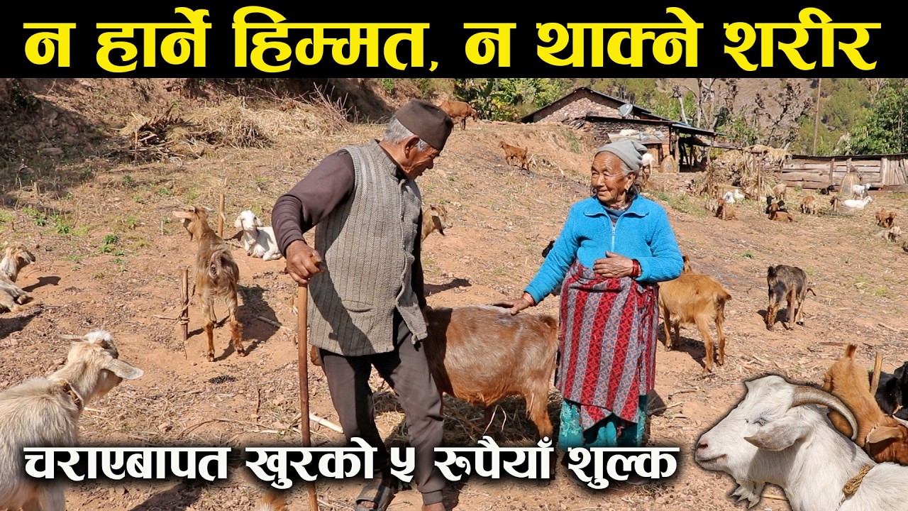 वृद्ध दम्पतीको अन्तिम आशा: बाख्रा पालन - The Elderly Couple’s Last Hope: Goat Farming