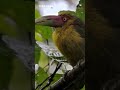 Saffron Toucanet in the Wild 🦜🌿 | Eating with Friends | Beautiful Jungle Bird | Discover Kids World.