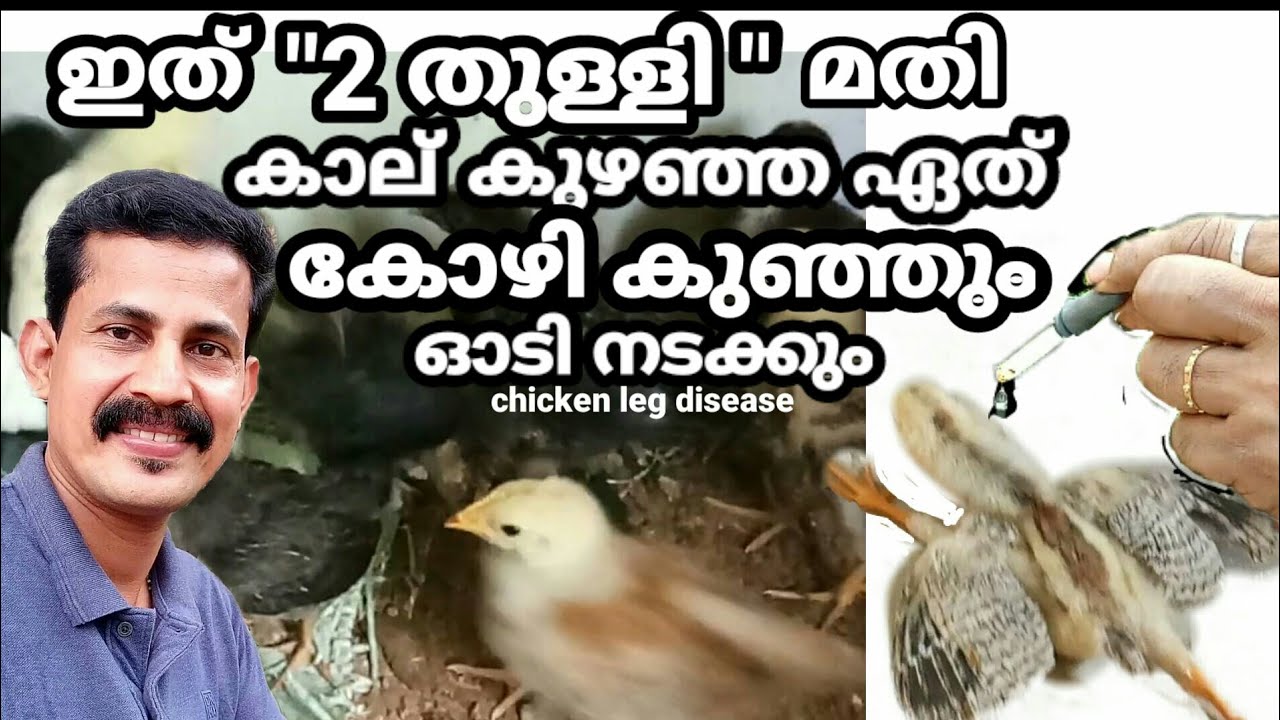 Chicken diseases and treatment Malayalam/ഇത് വെറും 2തുള്ളി മതി കാല്കുഴഞ്ഞ കോഴി കുഞ്ഞുങ്ങൾ ഓടിനടക്കും
