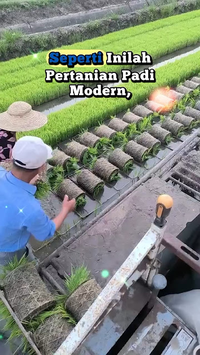 Fast rice planting season #funny #agriculture #food #fruit #automobile #foryou #facts #duet #quotes