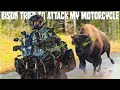 Yellowstone national park bison tried to attack my motorcycle  ep 3