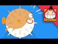 Save the Puffer fish | Animal Rescue Team | with alan | for toddlers | REDMON