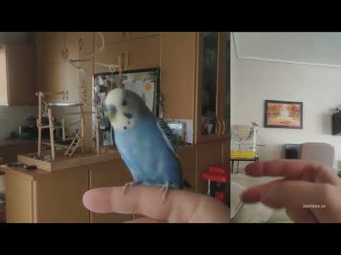 Βίντεο: Μπορούν οι παπαγάλοι να φάνε αγγούρι;