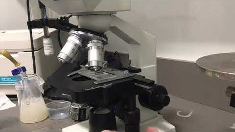 Yeast Cell Count Video