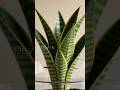 The Fastest Growing Snake Plant You've Ever Seen #timelapse #indoorplants