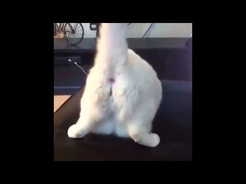 cat-farts-is-so-annoying-||funny-animals-compilation-try-not-to-laugh-(hd))