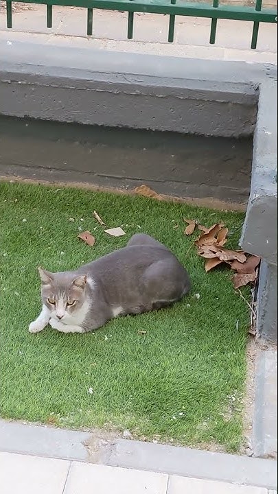 Пять котиков 😸 20 лап 😻 Funny cute feral cats 😹 Kucing lucu 猫 Gatos ...