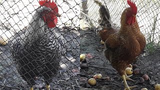 Como Escolher O Melhor Frango Para Galo