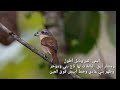 صرد النمر او صرد نمري او الدقنوش او دقنوش الاسم العلمي Lanius Tigrinus صرد النمر او صرد نمري او الدقنوش او دقنوش الاسم العلمي Lanius Tigrinus