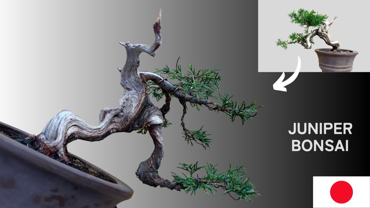 Shimpaku Restyling │ Changing the Angle for an Even Cooler Finish