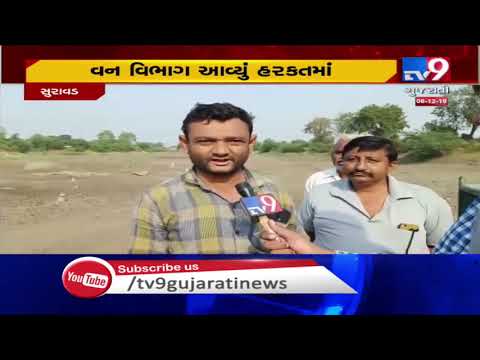 shoot-at-sight-order-issued-for-man-eater-leopard-in-amreli's-bagasara-|-tv9gujaratinews