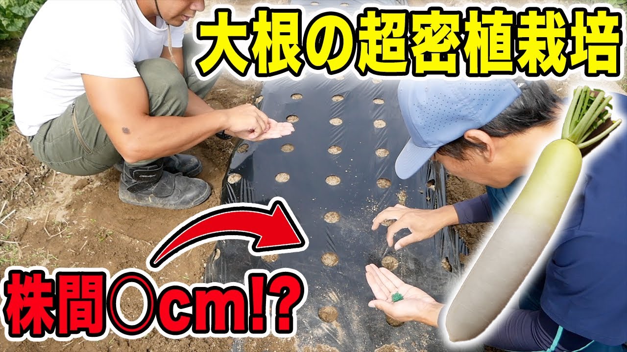 大根の密植栽培 株間 cmでもできる!?【10/10】 - YouTube