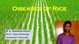 Diseases Of Rice | Field Crops | Plant Pathology | Exam Oriented