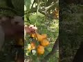 Live highlight