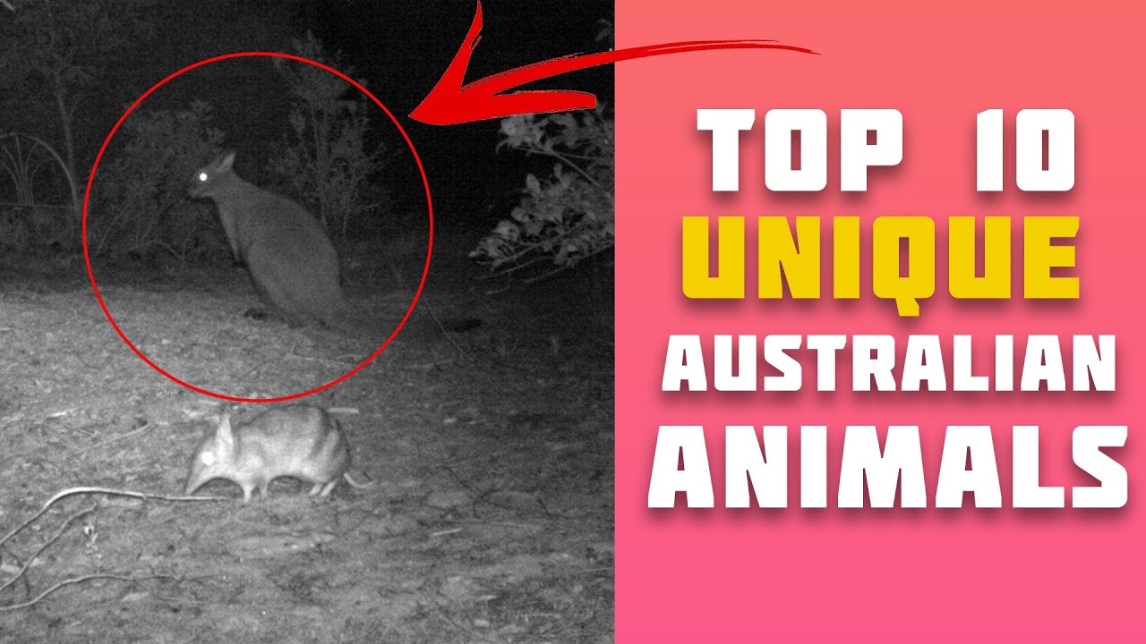 UNIQUE ANIMALS OF AUSTRALIA