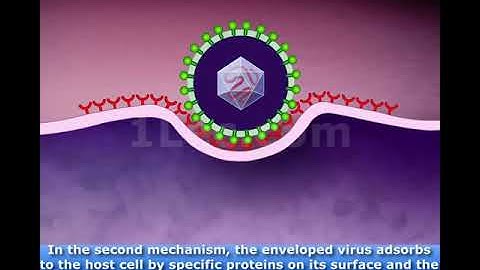 Entry of enveloped animal viruses into host cells