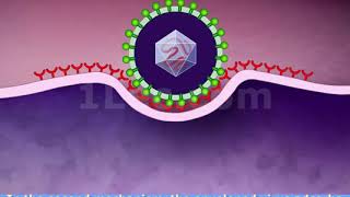 Entry of enveloped animal viruses into host cells