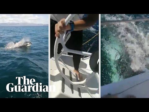 Orcas damage Spanish naval yacht: 'It broke the rudder!'
