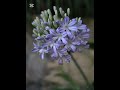 Agapanthus Blooming — A Quiet Unfolding