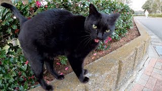 高い鳴き声で甘えてくる黒猫