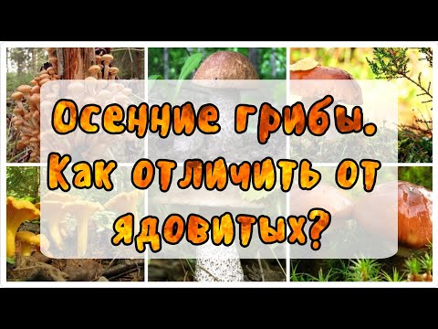 Осенние грибы как отличить от ядовитых?