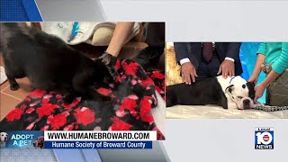 Humane Society of Broward seeks forever home for Eeyore, other furry friends