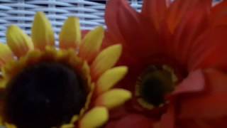 Goodbye Summer - Tongue drum - D Celtic moll, overtone, 432Hz - 20180921