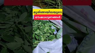 മുരിങ്ങയിലയുടെ ഔഷധ ഗുണങ്ങൾ 🌿#minivlog #sorts