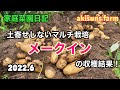 【家庭菜園日記】メークインの収穫をしてみました。葉が黄色くなった頃の収穫したジャガイモがこのサイズ！【メークインのマルチ栽培】【メークイン収穫】2022.6