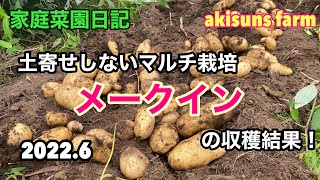 【家庭菜園日記】メークインの収穫をしてみました。葉が黄色くなった頃の収穫したジャガイモがこのサイズ！【メークインのマルチ栽培】【メークイン収穫】2022.6