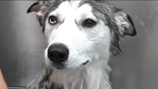 The WEIRDEST Husky dog ever