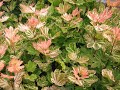 Acer circinatum 'Sunglow' Sunglow Vine Maple