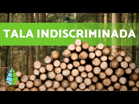 El problema de la TALA indiscriminada de ÁRBOLES en los BOSQUES