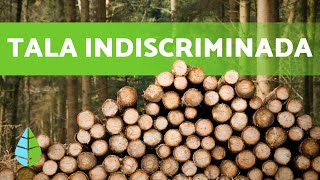 TALA INDISCRIMINADA de ÁRBOLES en los BOSQUES