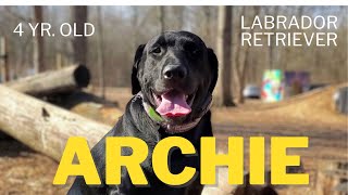 ARCHIE | 4 YEAR OLD LABRADOR RETRIEVER | REACTIVITY | OFF LEASH OBEDIENCE by Off Leash K9 Training Columbus 89 views 2 months ago 5 minutes, 45 seconds