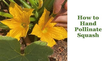 Hand Pollinating Squash
