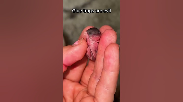 Mother and baby left to starve to death on a glue trap, while the homeowners went on vacation…