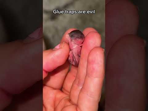 Video: Pet Scoop: bebelușii de tip Kangaroo Baby cu surrogați, câine supraviețuiește consumul de gume toxice