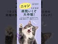 病院が苦手な猫ちゃんのための「ニャンとかなる!病院いくぞ大作戦」 ショート