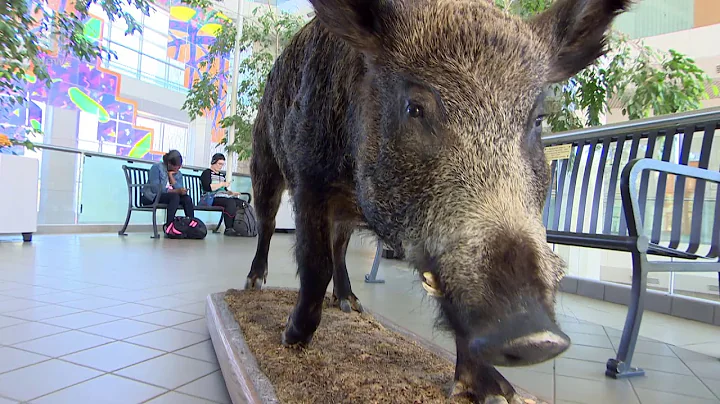 Saskatchewan has a wild pig problem that is migrating south as the population grows