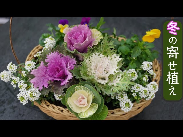 Making a winter arrangement that can be displayed for New Year's